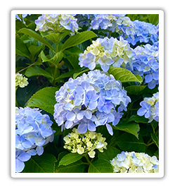 紫陽花